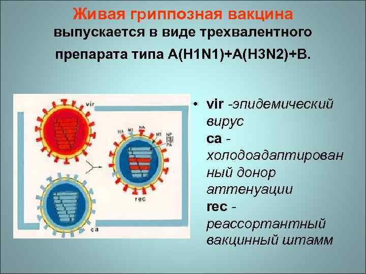 Живая гриппозная вакцина выпускается в виде трехвалентного препарата типа A(H 1 N 1)+A(H 3