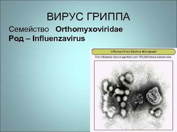 ВИРУС ГРИППА Семейство Orthomyxoviridae Род – Influenzavirus 