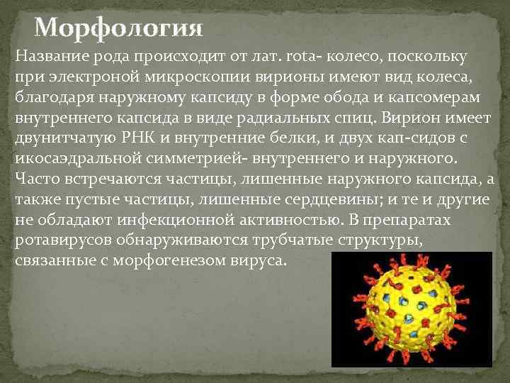  Морфология Название рода происходит от лат. rota- колесо, поскольку при электроной микроскопии вирионы