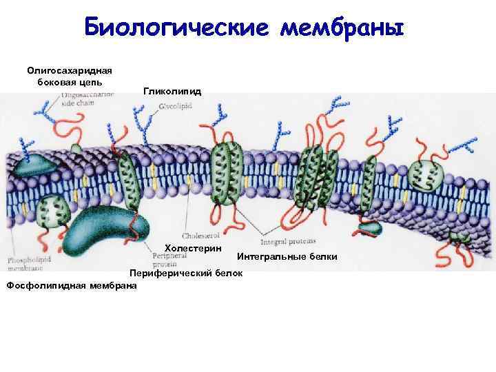 Биологические мембраны Олигосахаридная боковая цепь Гликолипид Холестерин Интегральные белки Периферический белок Фосфолипидная мембрана 