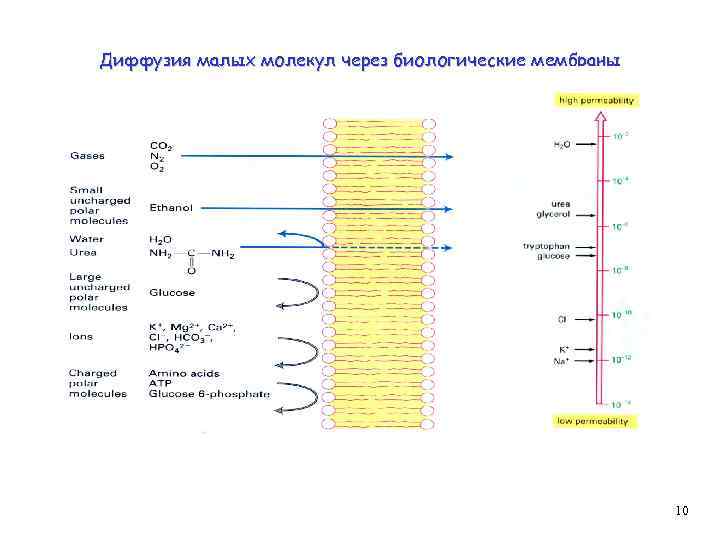 Диффузия малых молекул через биологические мембраны 10 