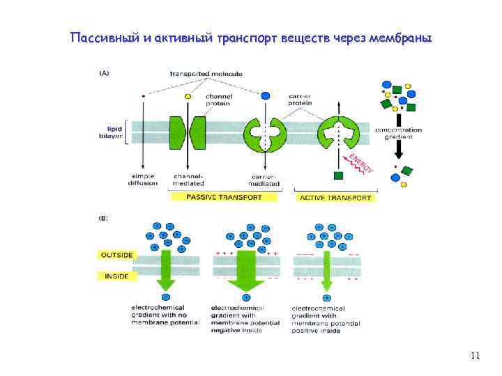 Виды транспорта через клеточную мембрану схема