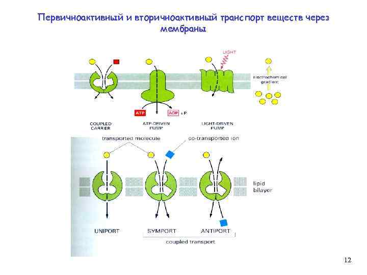 Первичноактивный и вторичноактивный транспорт веществ через мембраны 12 