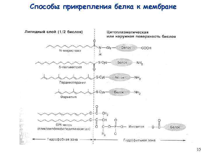 Способы прикрепления белка к мембране 15 