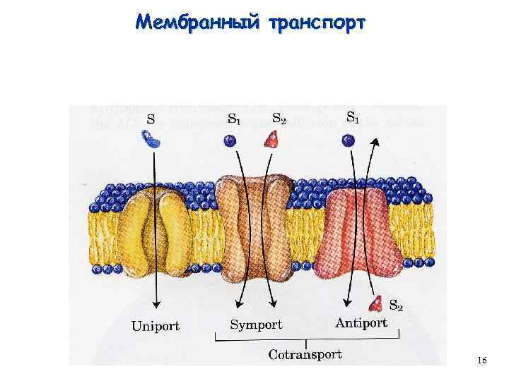Мембранный транспорт 16 