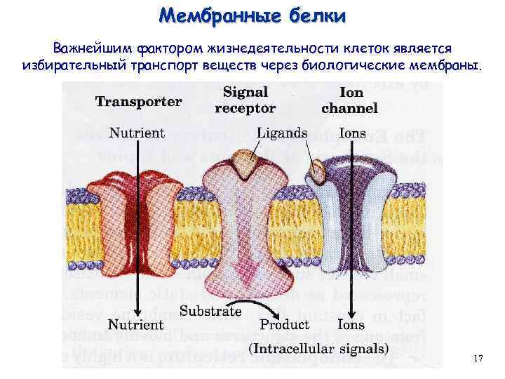 Мембранные белки Важнейшим фактором жизнедеятельности клеток является избирательный транспорт веществ через биологические мембраны. 17