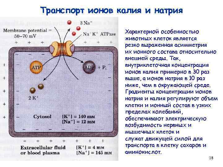 Транспорт ионов калия и натрия Характерной особенностью животных клеток является резко выраженная асимметрия их