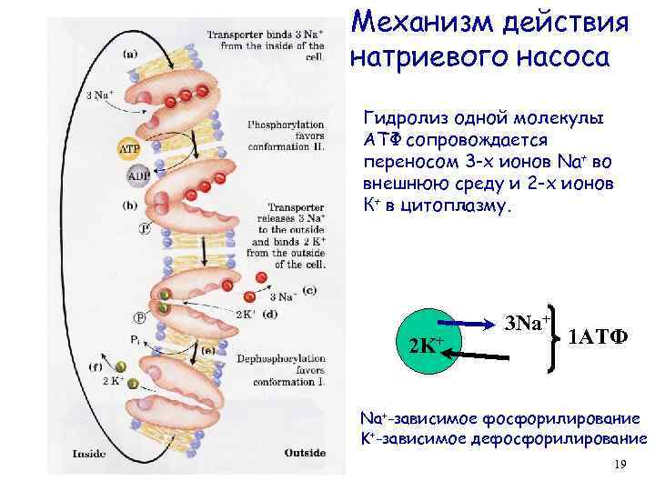 Механизм действия натриевого насоса Гидролиз одной молекулы АТФ сопровождается переносом 3 -х ионов Na+