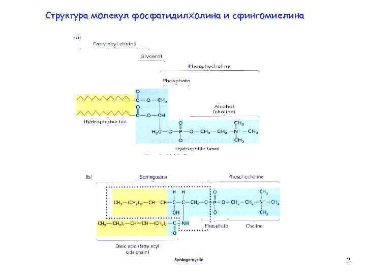 Структура молекул фосфатидилхолина и сфингомиелина 2 