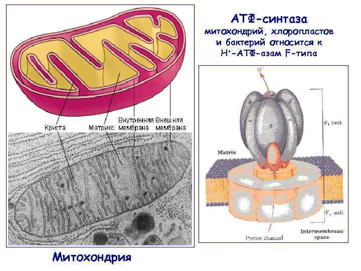 Синтез атф рисунок