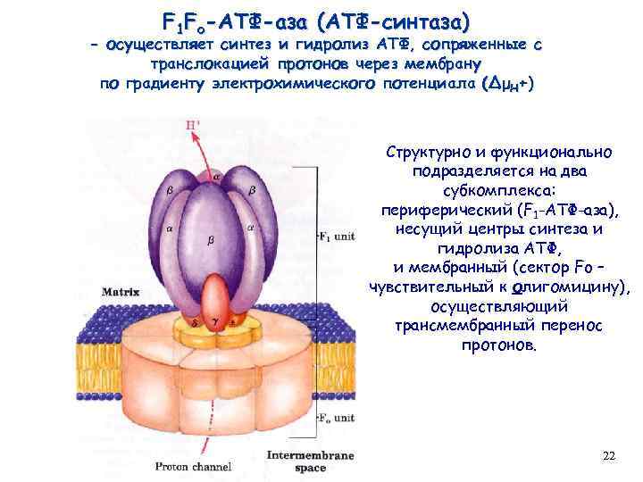 F 1 Fo-АТФ-аза (АТФ-синтаза) - осуществляет синтез и гидролиз АТФ, сопряженные с транслокацией протонов