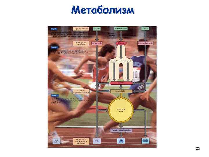 Метаболизм 23 