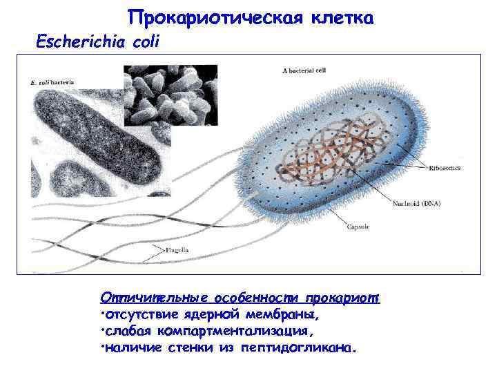Прокариотическая клетка Escherichia coli Отличительные особенности прокариот: • отсутствие ядерной мембраны, • слабая компартментализация,