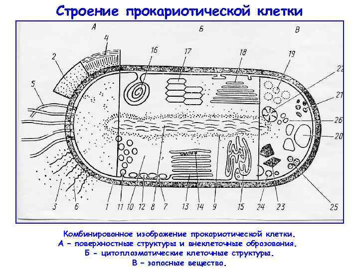 Строение прокариотической клетки Комбинированное изображение прокариотической клетки. А – поверхностные структуры и внеклеточные образования.