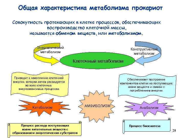 Общая характеристика метаболизма прокариот Совокупность протекающих в клетке процессов, обеспечивающих воспроизводство клеточной массы, называется