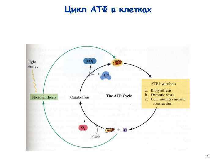 Цикл АТФ в клетках 30 