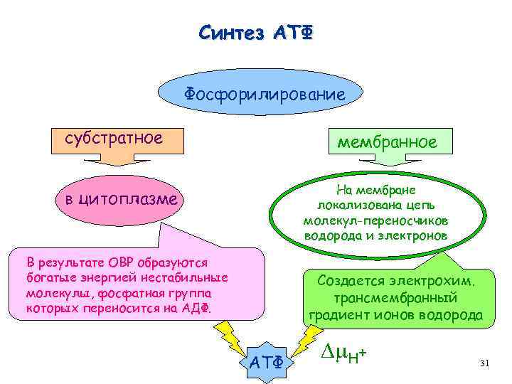 Синтез АТФ Фосфорилирование субстратное мембранное На мембране локализована цепь молекул-переносчиков водорода и электронов в