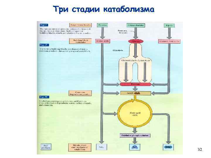 Три стадии катаболизма 32 