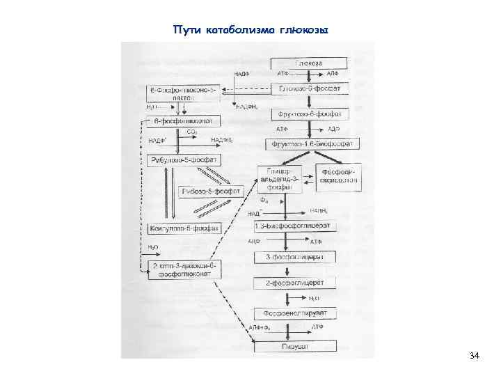 Пути катаболизма глюкозы 34 