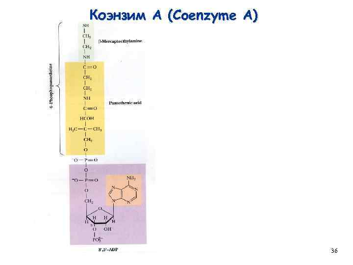 Коэнзим А (Coenzyme A) 36 