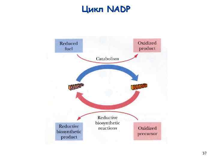Цикл NADP 37 