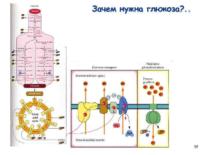 Зачем нужна глюкоза? . . 39 
