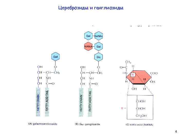 Цереброзиды и ганглиозиды 4 