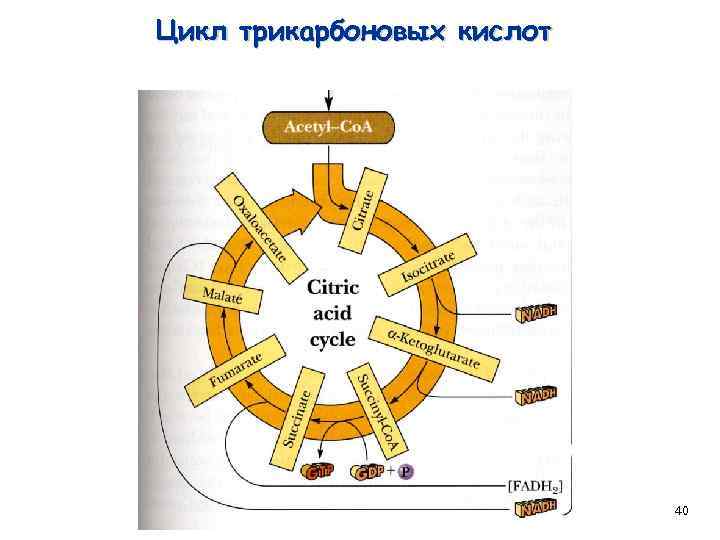 Цикл трикарбоновых кислот 40 