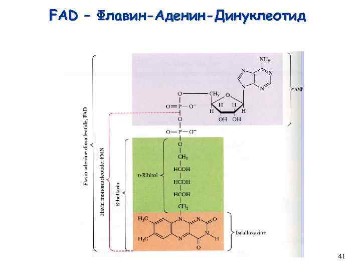 FAD – Флавин-Аденин-Динуклеотид 41 