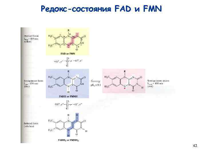 Редокс-состояния FAD и FMN 42 