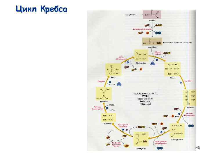 Цикл Кребса 43 
