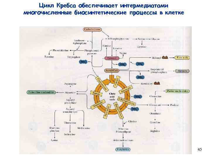 Цикл Кребса обеспечивает интермедиатами многочисленные биосинтетические процессы в клетке 45 