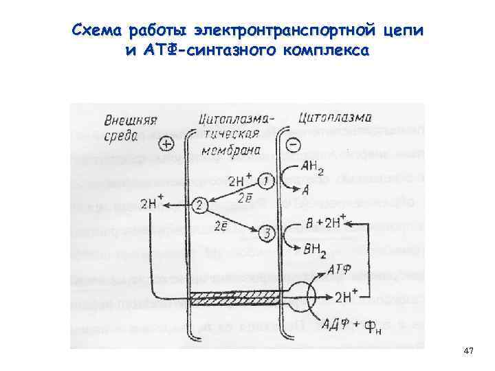 Схема работы электронтранспортной цепи и АТФ-синтазного комплекса 47 