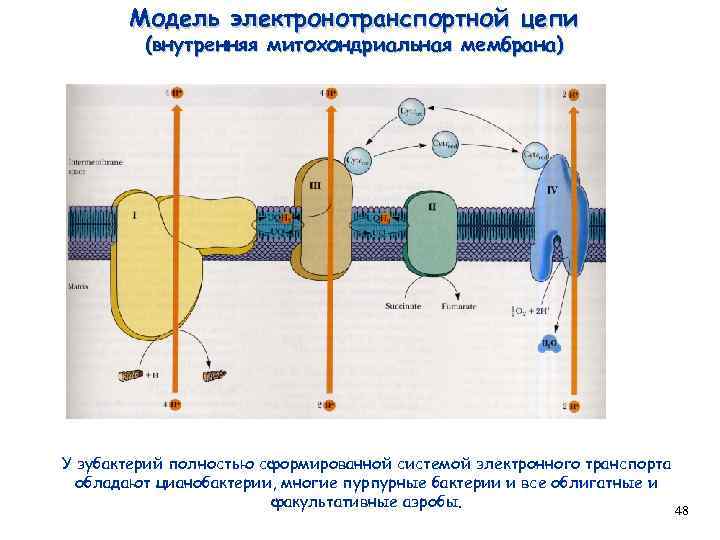 Модель электронотранспортной цепи (внутренняя митохондриальная мембрана) У эубактерий полностью сформированной системой электронного транспорта обладают