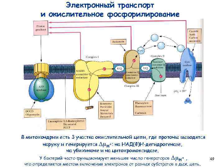 Электронный транспорт и окислительное фосфорилирование В митохондрии есть 3 участка окислительной цепи, где протоны