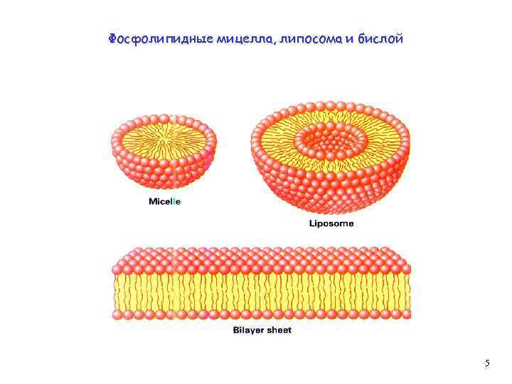 Фосфолипидные мицелла, липосома и бислой 5 