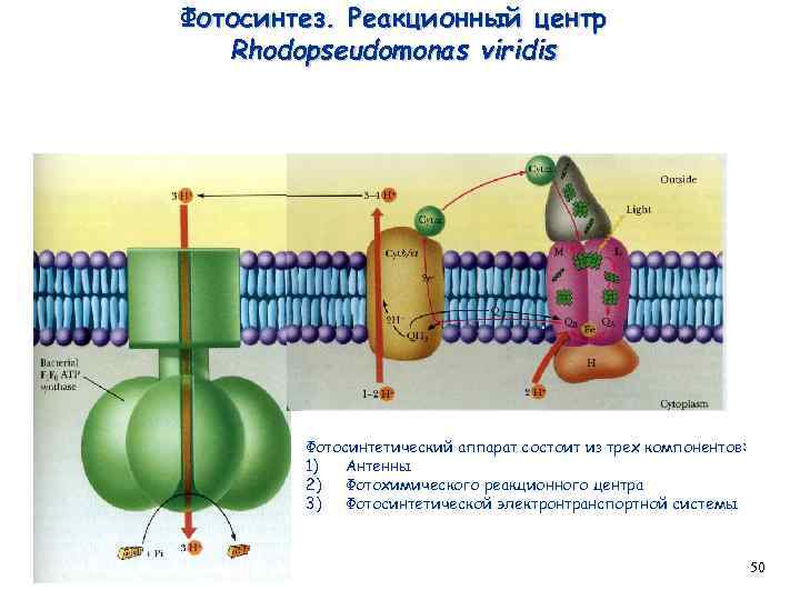 Фотосинтез. Реакционный центр Rhodopseudomonas viridis Фотосинтетический аппарат состоит из трех компонентов: 1) Антенны 2)