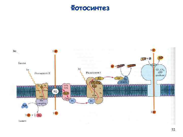 Фотосинтез 52 