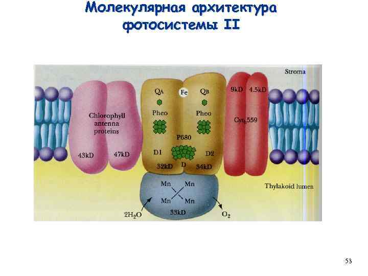 Молекулярная архитектура фотосистемы II 53 