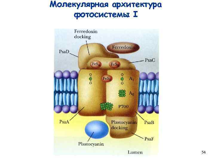 Молекулярная архитектура фотосистемы I 54 