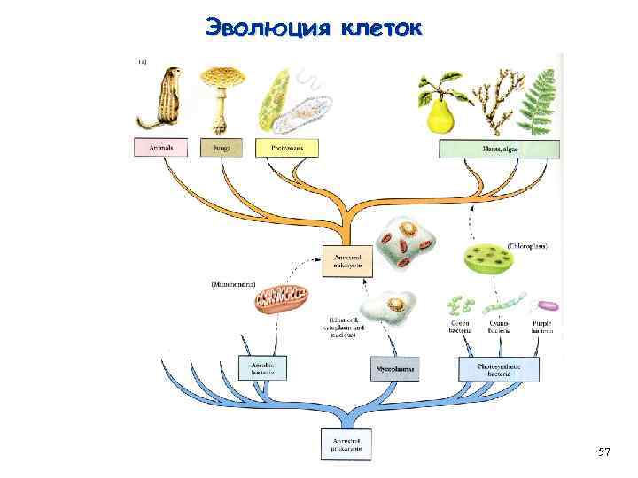 Эволюция клеток 57 