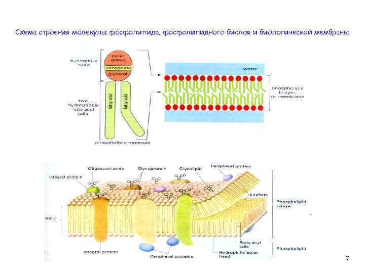 Соотнесите объекты с их обозначениями на рисунке фосфолипидный бислой