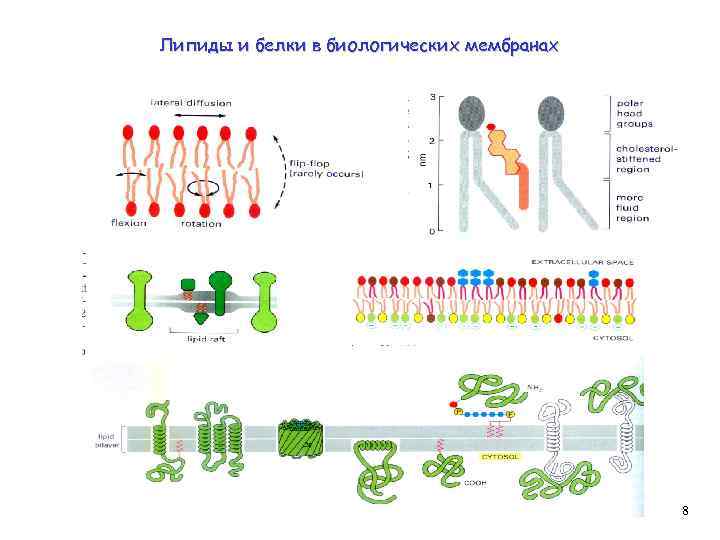Липиды и белки в биологических мембранах 8 
