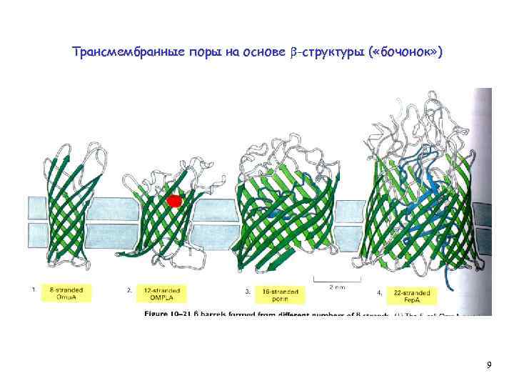 Трансмембранные поры на основе -структуры ( «бочонок» ) 9 
