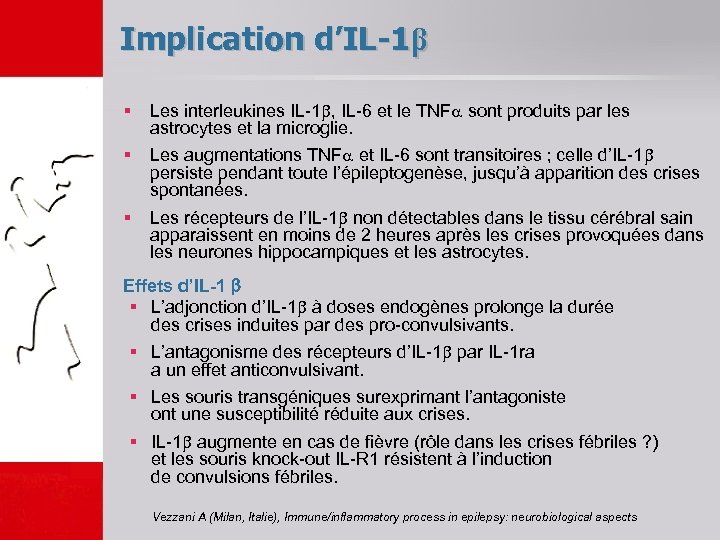 Implication d’IL-1β § Les interleukines IL-1 , IL-6 et le TNF sont produits par