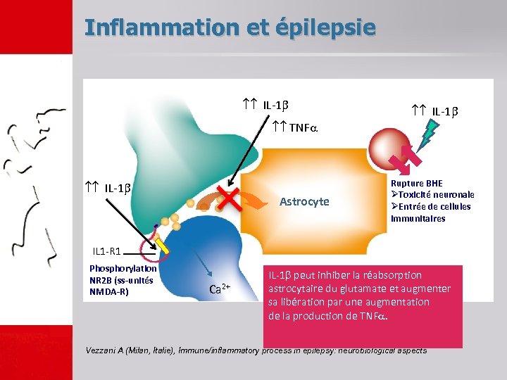 Inflammation et épilepsie IL-1 TNF IL-1 Astrocyte Rupture BHE ØToxicité neuronale ØEntrée de cellules