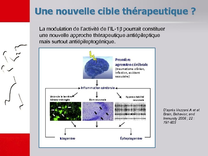 Une nouvelle cible thérapeutique ? La modulation de l’activité de l’IL-1 pourrait constituer une