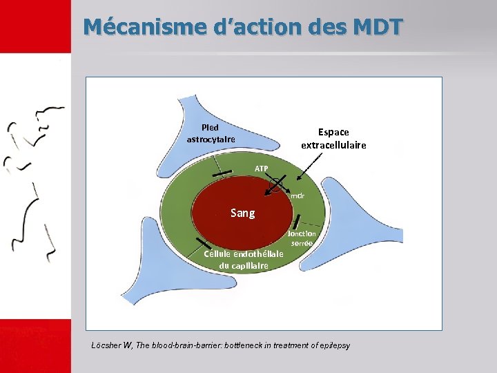 Mécanisme d’action des MDT Pied astrocytaire Espace extracellulaire ATP mdr Sang Cellule endothéliale du