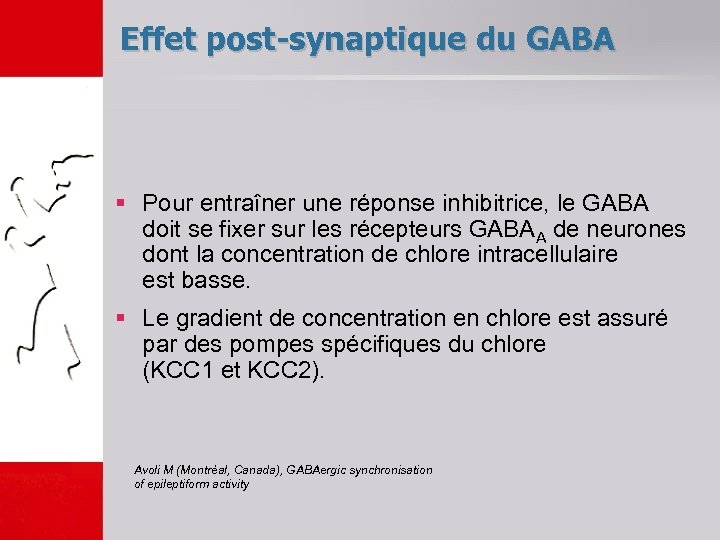 Effet post-synaptique du GABA § Pour entraîner une réponse inhibitrice, le GABA doit se