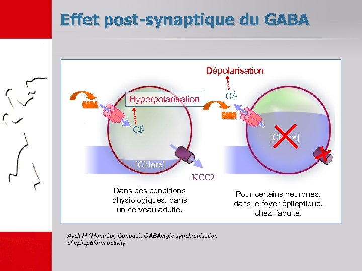 Effet post-synaptique du GABA Dépolarisation Hyperpolarisation Cl - [Chlore] KCC 2 Dans des conditions